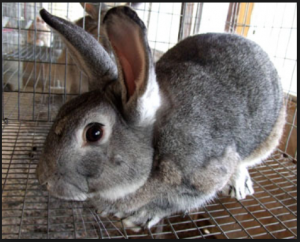 American chinchilla hot sale rabbits